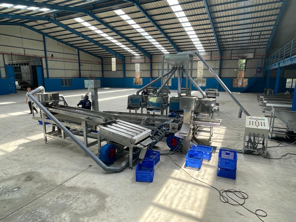 Fully Automatic Cashew Processing Plant — From raw nut to sealed kernel — one automated line