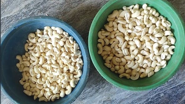 different cashew grade sorting machine