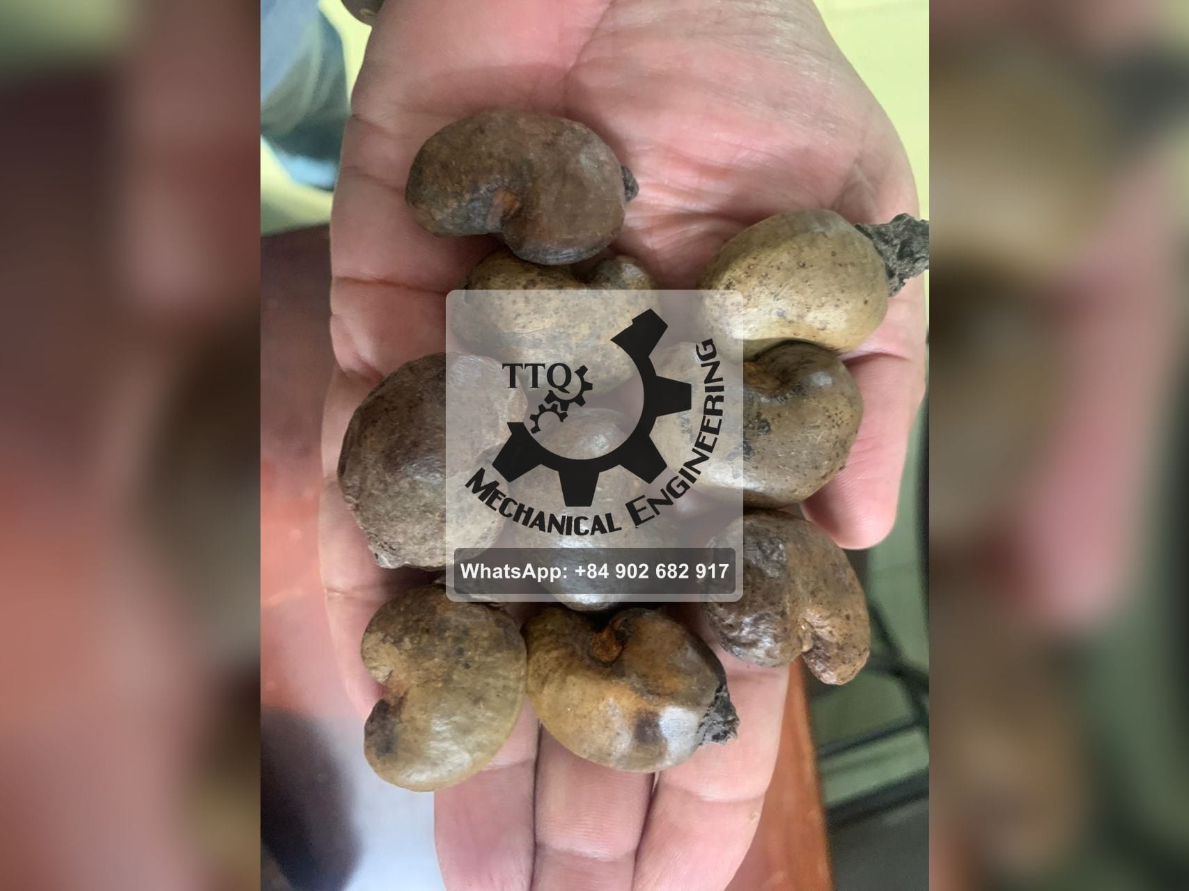 Castañas de cajú en bruto de grado A sostenidas en una mano