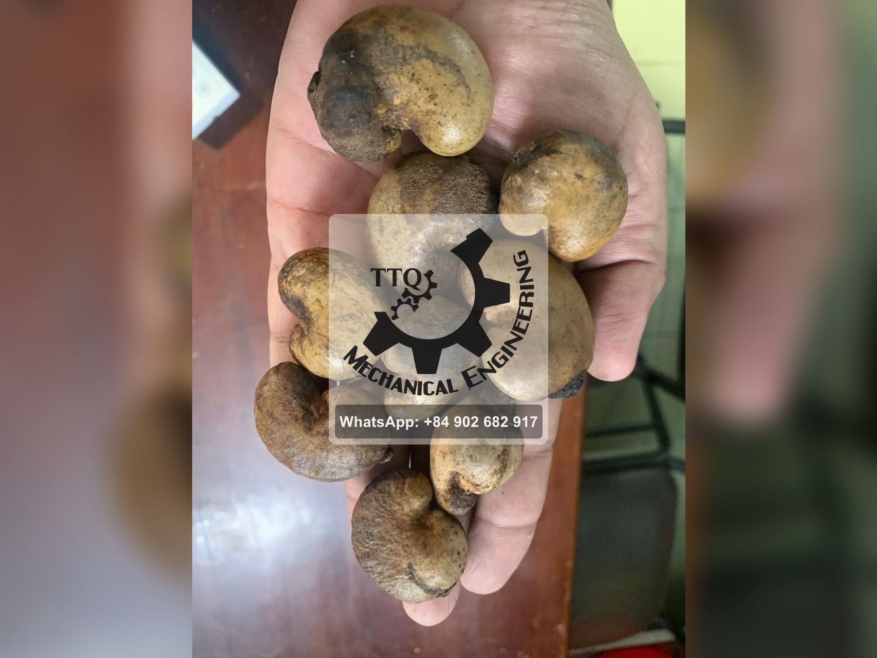 Castañas de cajú en bruto de grado A+ sostenidas en una mano: el mayor tamaño, ocho castañas llenan la palma