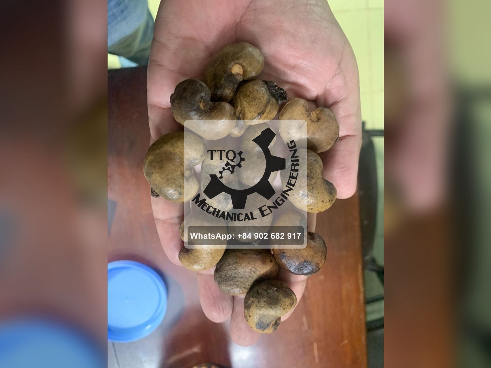 Castañas de cajú en bruto de grado B sostenidas en una mano