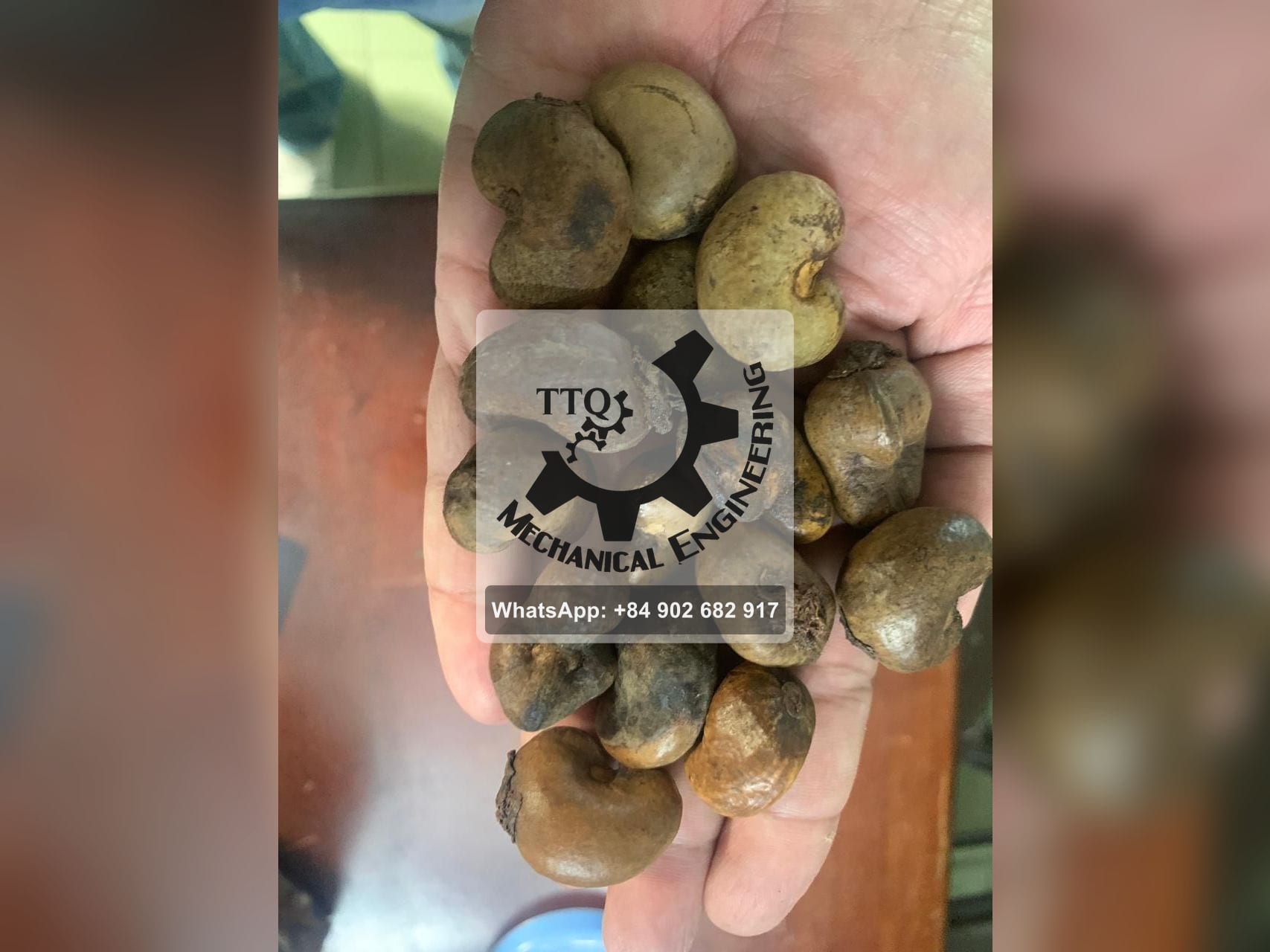 Castañas de cajú en bruto de grado C sostenidas en una mano