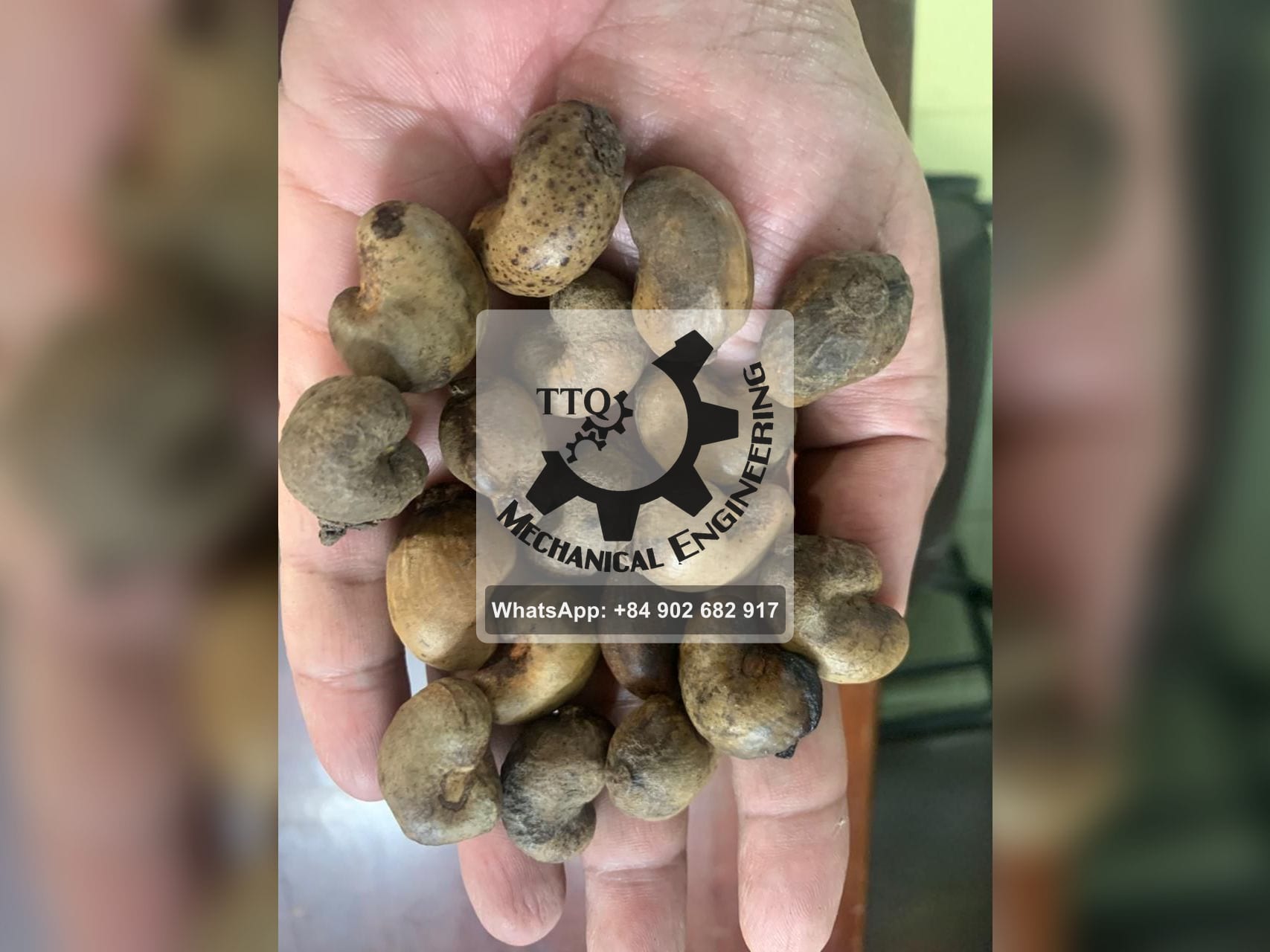 Castañas de cajú en bruto de grado D sostenidas en una mano: el menor tamaño, más de veinte castañas en la palma