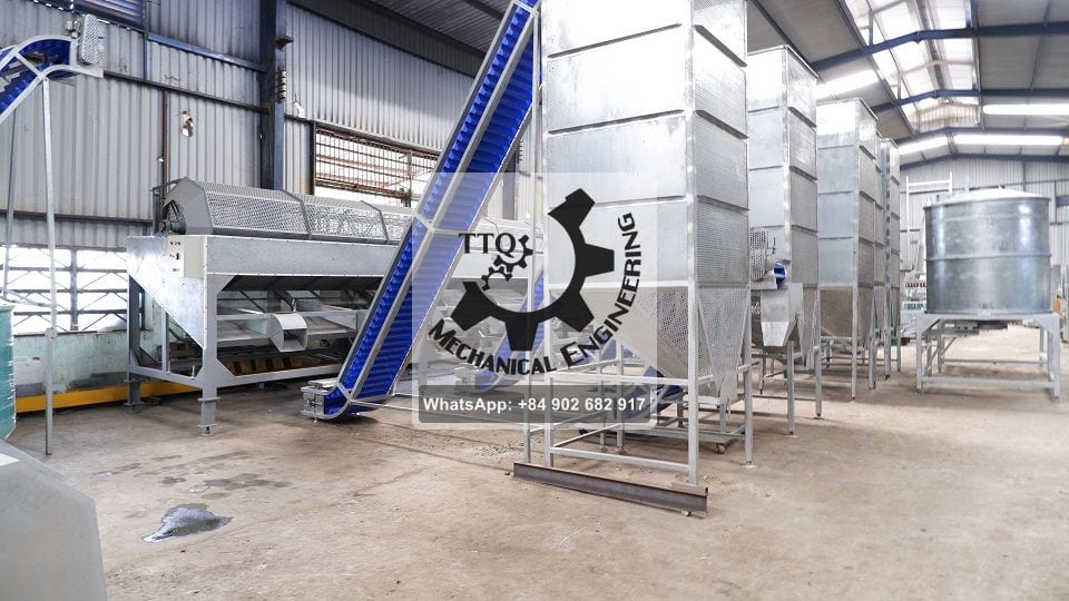 Castaña en bruto calibrada transportada de la calibradora a los silos de almacenamiento